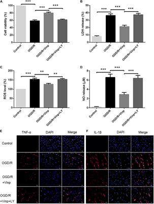 Vinpocetine Protects Against Cerebral Ischemia-Reperfusion Injury by Targeting Astrocytic Connexin43 via the PI3K/AKT Signaling Pathway